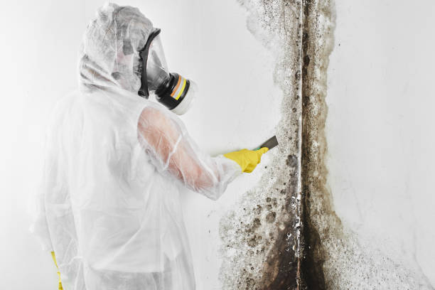 Mold Odor Removal Services in Jericho, NY